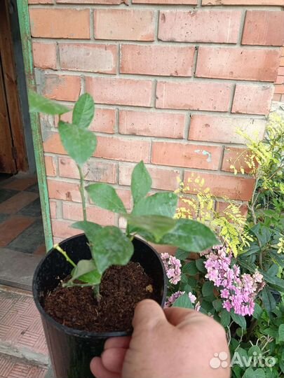 Лимон Лунарио