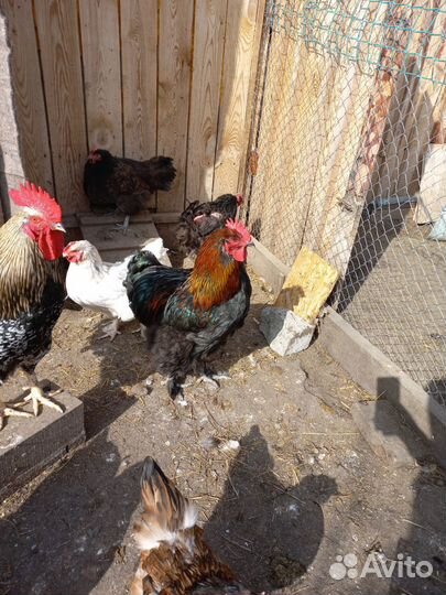 Молодые петухи