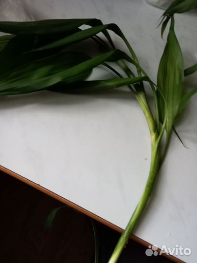 Драцена Сардена