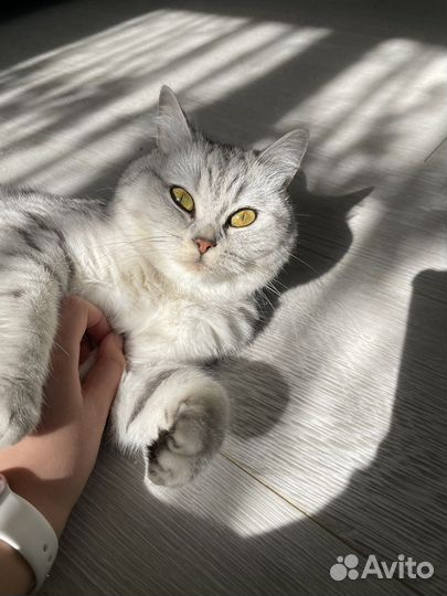 Передержка животных