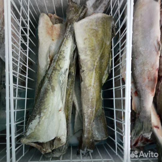 Треска Пикша Мурманск