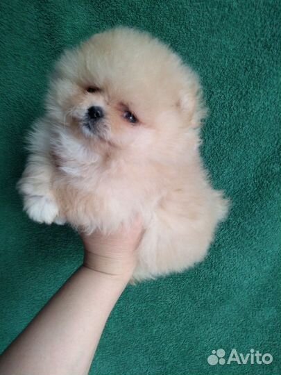 Померанский шпиц