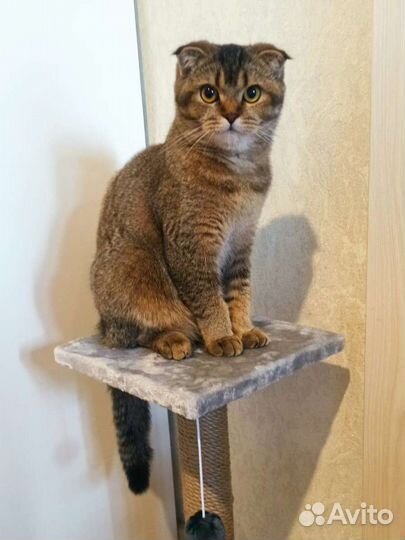 Кошка шотландская вислоухая