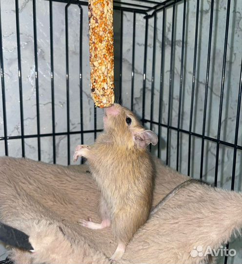 Чилийская белка дегу