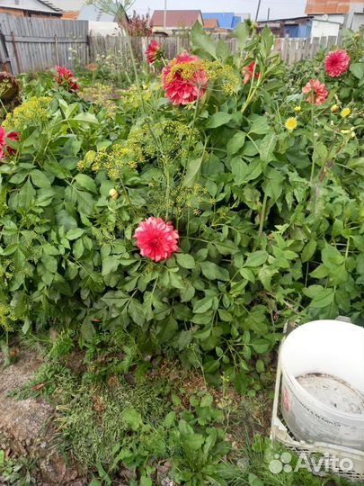 Георгины корни