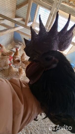 Продам породных петушков