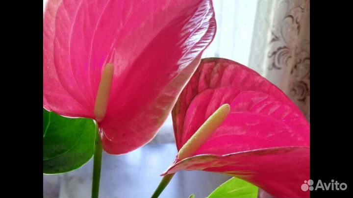 Антуриумы разные сорта