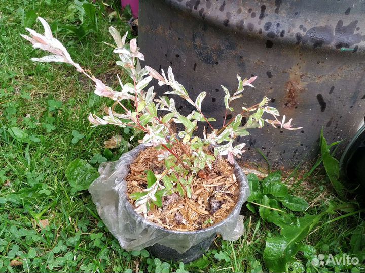 Ива Хакуро Нишики