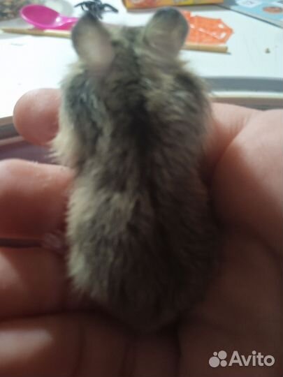 Джунгарский хомяк