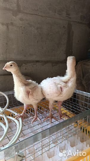 Индюшата Хайбрид Конаектор