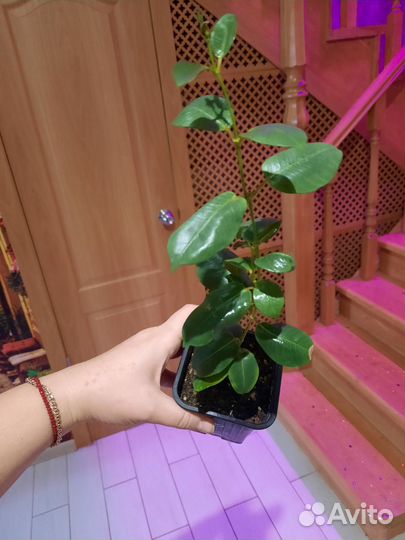 Дипладения