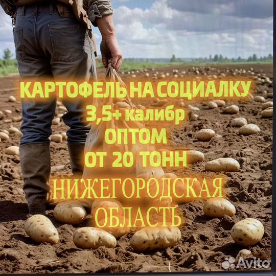 Картофель оптом на социалку. Нижний Новогород