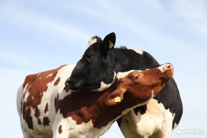 Коровы дойные молочные