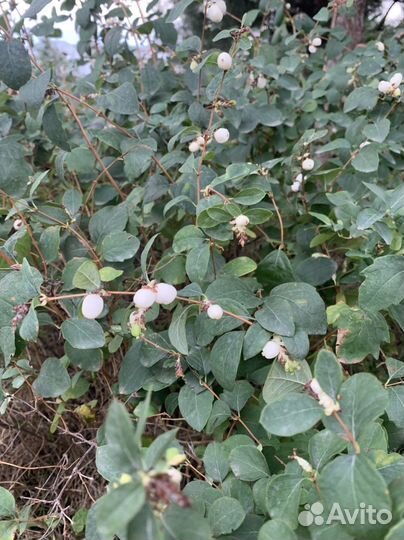 Саженцы снежноягодника