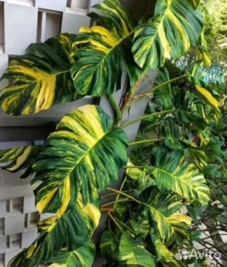 Монстера Анд Детерминед