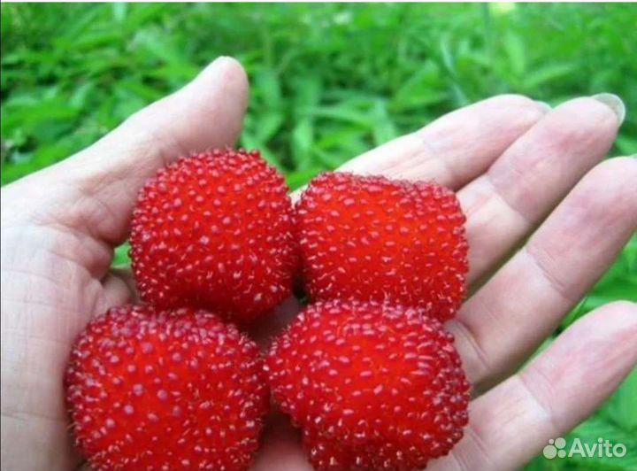 Княженика гибридная, тебетская малина