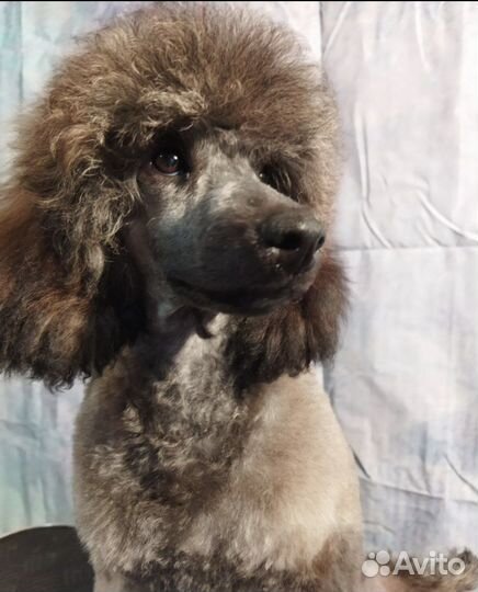 Щенки карликового пуделя нестандартного окраса