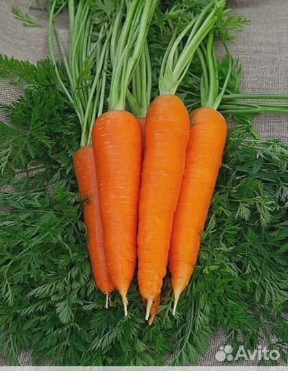 Морковь Шантенэ А Кур Руж 2 1гр цв.п