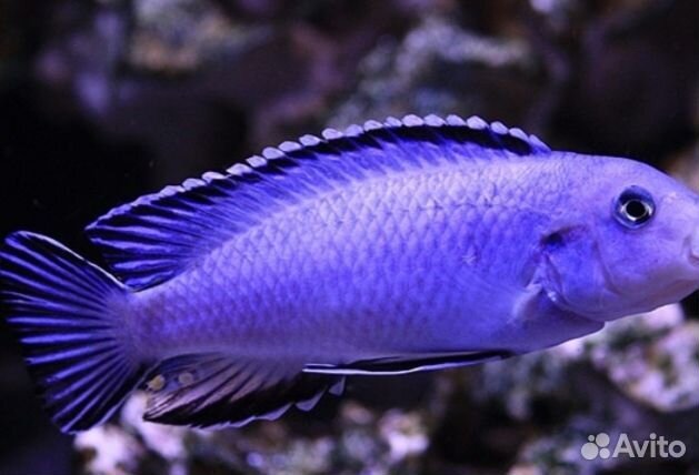 Цихлиды Псевдотрофеус Пиндани