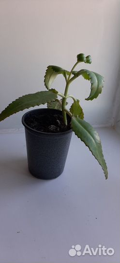 Каланхое лечебное