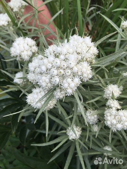 Неприхотливые многолетники