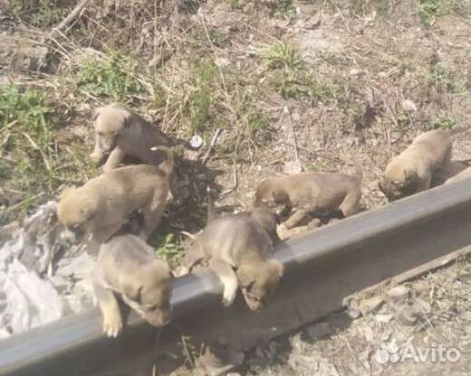 Щенки 1 мес. малыши спасеныши