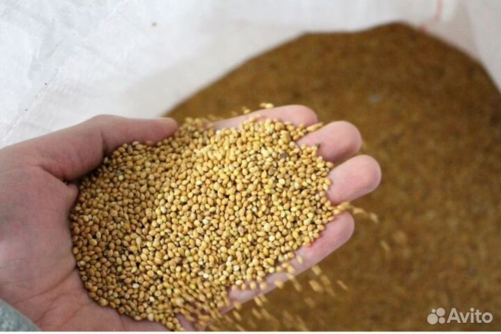 Просо золотистое