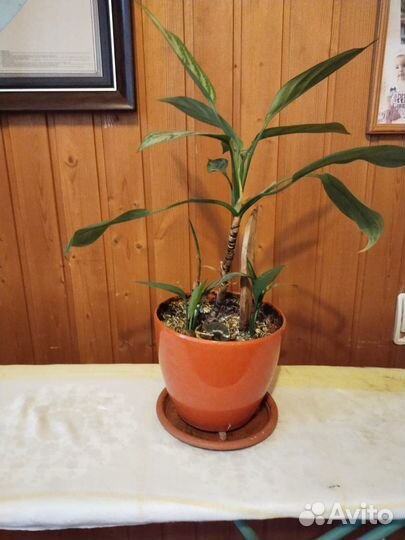 Комнатные цветы -Алоэ-вера