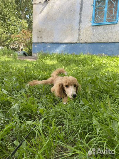 Королевский пудель