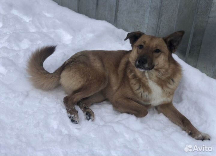 Зара, 1,5 года