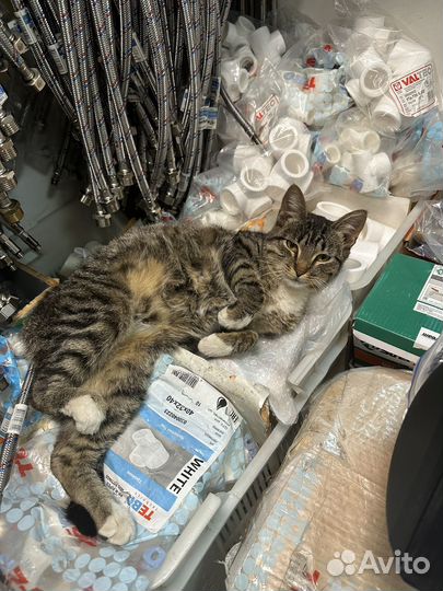 Кошка в дар