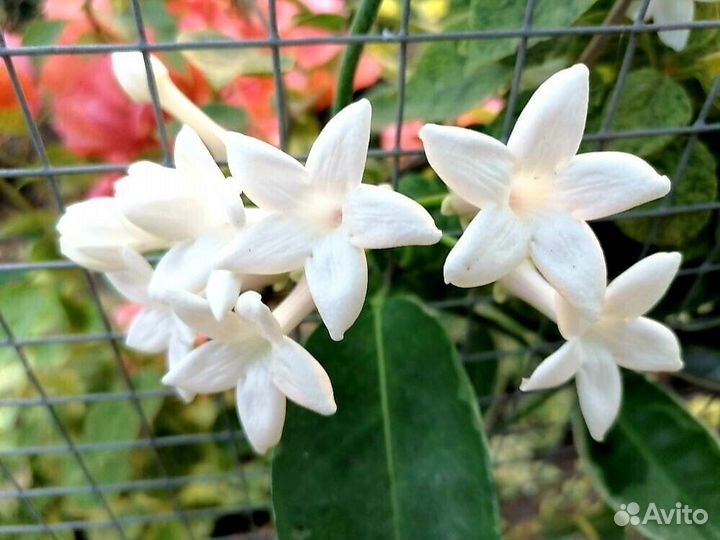 Декабрист шлюмбергера