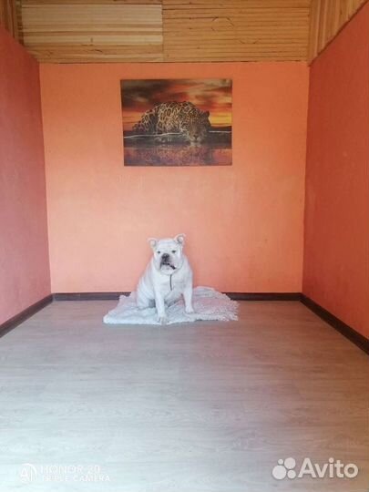 Зоогостиница Зоосфера