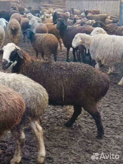 Курдючные бараны на мясо и племя