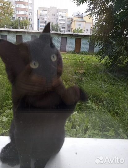 Кот в добрые руки