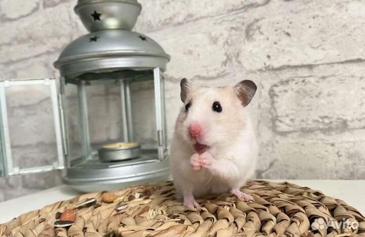 Сирийский хомяк