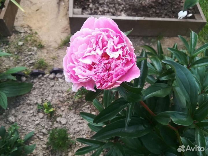 Пион, мускари,флокс растопыренный