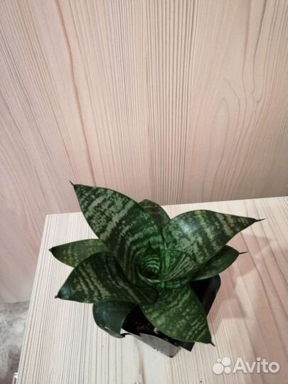 Сансевиерия Ханна