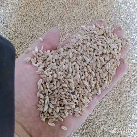 Зерно пшеница