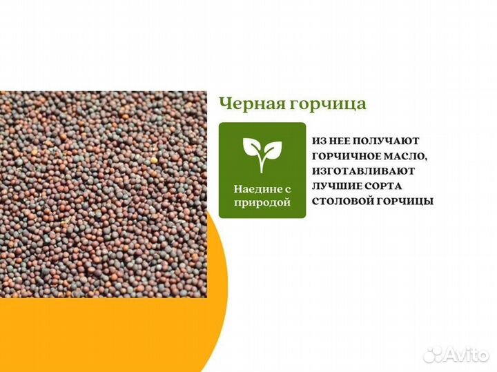 Чёрная горчица (кг)