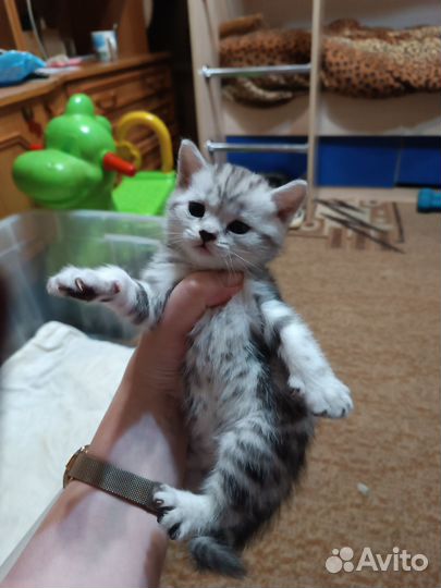 Шотландские котята