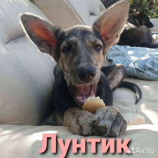 Метис овчарки 3 мес, кобель, красивый окрас