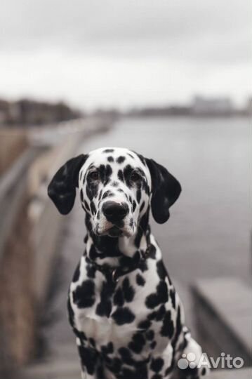 Далматин для фотосессий