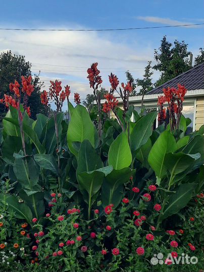 Клубни канны