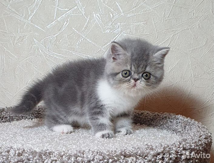 Экзотическая Принцесса в резерве