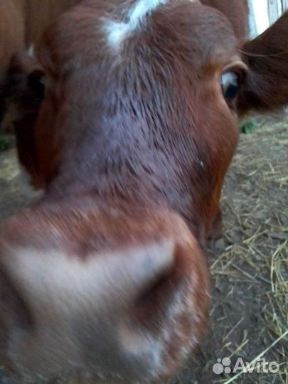 Корова с телёнкой