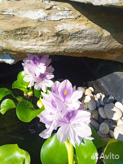 Водный гиацинт