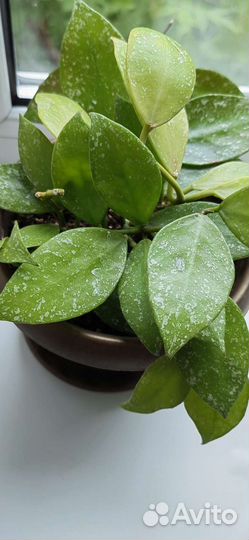 Срезы и укоренённые черенки хойи