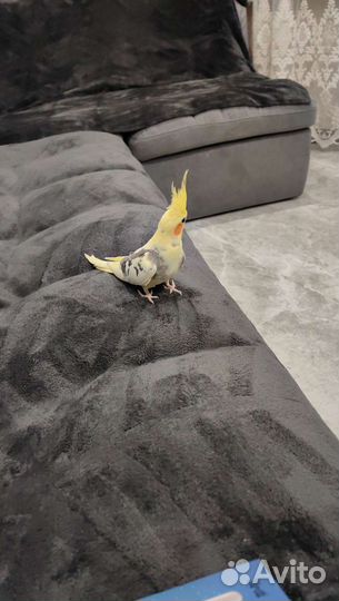 Попугай корелла