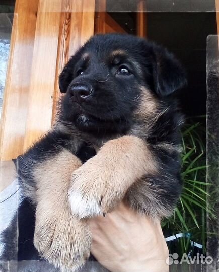 Щенки немецкой овчарки